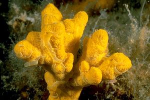 Axinella verrucosa (Axinella verrucosa)