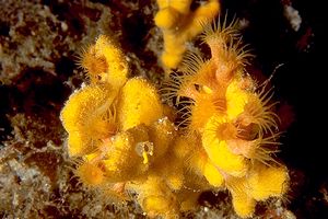 Spugna corna di daino (Axinella damicornis)