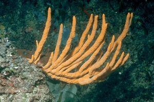 Spugna (Axinella polypoides)