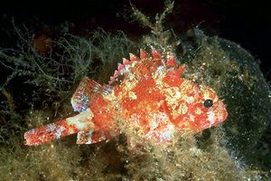 Scorfanotto (Scorpaena notata)