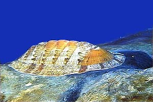 Chitone (Chiton olivaceus)