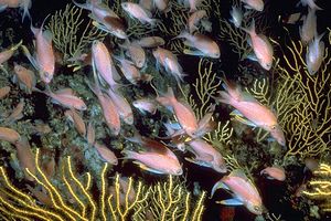 Castagnola rossa (Anthias anthias)