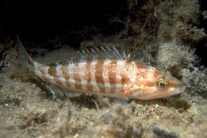 Perchia (Serranus cabrilla)