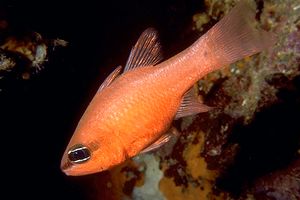 Re di triglie (Apogon imberbis)