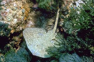 Razza stellata (Raja asterias)