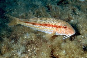 Triglia di scoglio (Mullus surmuletus)