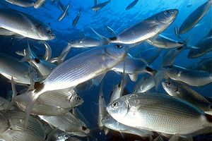 Occhiata (Oblada melanura)