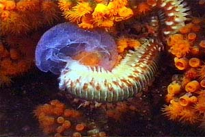 Vermocane (Hermodice carunculata)