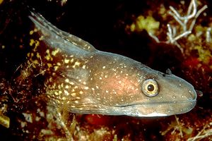Murena (Muraena elena)