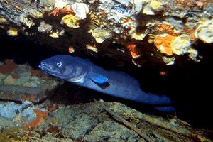 Grongo (Conger conger)