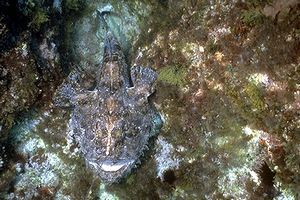 Rana pescatrice (Lophius piscatorius)