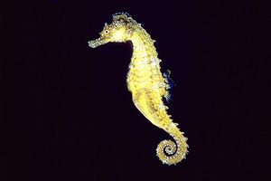 Cavalluccio marino (Hippocampus hippocampus)