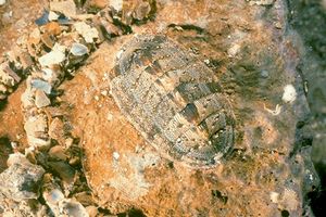 Chitone (Chiton olivaceus)