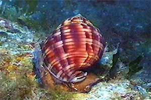 Casside (Phalium granulatum)