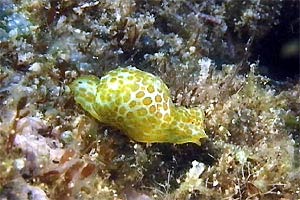 Opistobranco (Haminoea cymbalum)