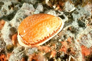 Ciprea  mediterranea (Erosaria spurca)
