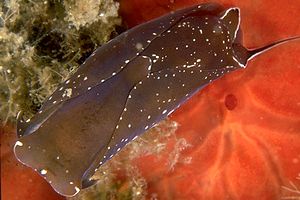 Aglaja depicta (Aglaja depicta)