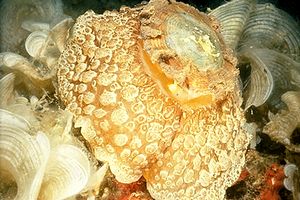 Lumaca ad ombrello (Umbraculum umbraculum)