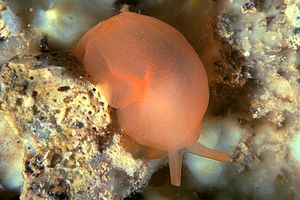 Bertella arancione (Berthella aurantiaca)