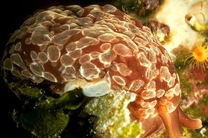 Bertella ocellata (Berthella ocellata)