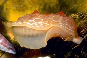 Lumacone tartaruga (Pleurobranchus testudinarius)