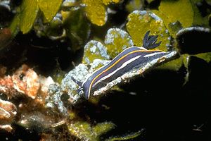 Doride di Gascon (Hypselodoris gasconi)