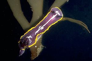 Doride di Fontandrau (Hypselodoris fontandraui)