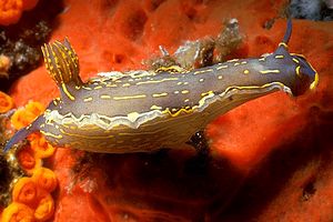 Doride dipinto (Hypselodoris picta)