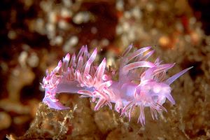 Flabellina pedata (Flabellina pedata)