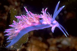 Flabellina rosa (Flabellina affinis)