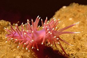 Flabellina rossa (Flabellina ischitana)