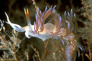 Cratena (Cratena peregrina)