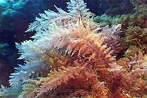 Alga rossa (Asparagopsis armata)