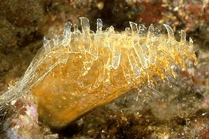 Nacchera (Pinna rudis)