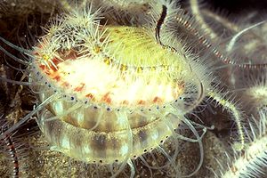 Canestrello (Aequipecten commutatus)