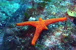 Stella rossa (Echinaster sepositus)