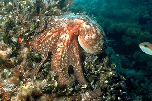 Polpo comune (Octopus vulgaris)