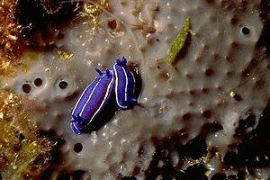 Doride tricolore (Hypselodoris tricolor)