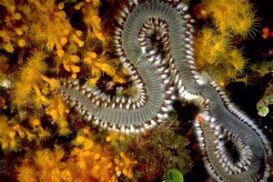 Vermocane (Hermodice carunculata)