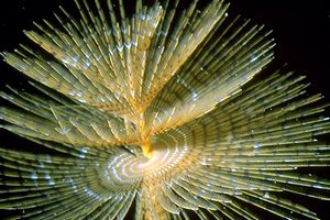 Spirografo (Sabella spallanzanii)