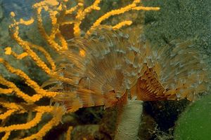 Bispira (Bispira volutacornis)