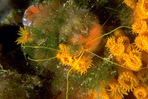 Ragno di mare (Endeis spinosa)