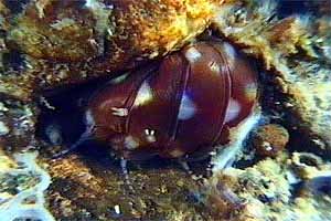 Polichete errante (Eunice harassii)