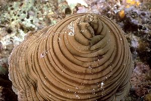 Anemone tigrato (Actinia cari)