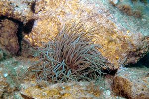 Anemone (Anemonia sulcata)