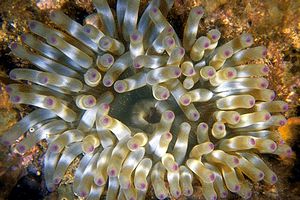 Anemone grosso (Cribrinopsis crassa)