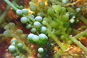 Caulerpa (Caulerpa racemosa)