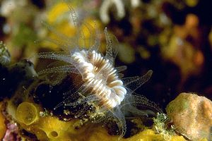 Cariofillia di Smith (Caryophyllia smithii)