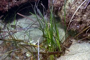 Posidonia (Posidonia oceanica)