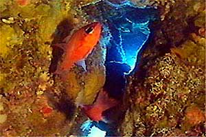 Re di triglie (Apogon imberbis)